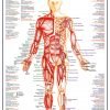 Human Body - Major Anterior Muscles