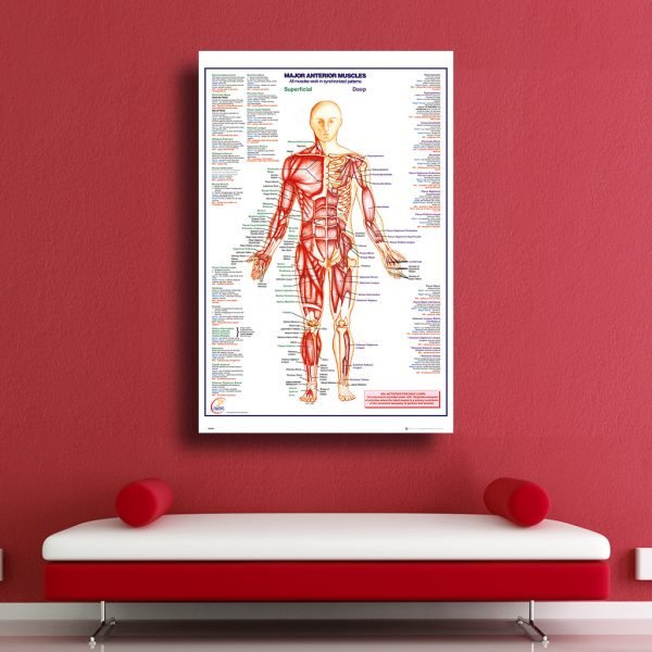 Human Body - Major Anterior Muscles